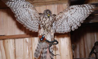 Дика Орхідея відгуки, лазня/сауна Полтава Київський район Полтава, Орієнтир - вул. Харчовиків, фото, адреса з картою проїзду.