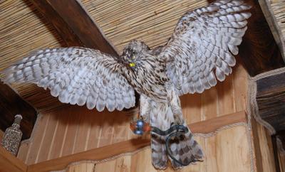 Дика Орхідея відгуки, лазня/сауна Полтава Київський район Полтава, Орієнтир - вул. Харчовиків, фото, адреса з картою проїзду.